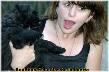bouvier des flandres photo chiot - Elevage Clos Luette - COPYRIGHT DEPOSE